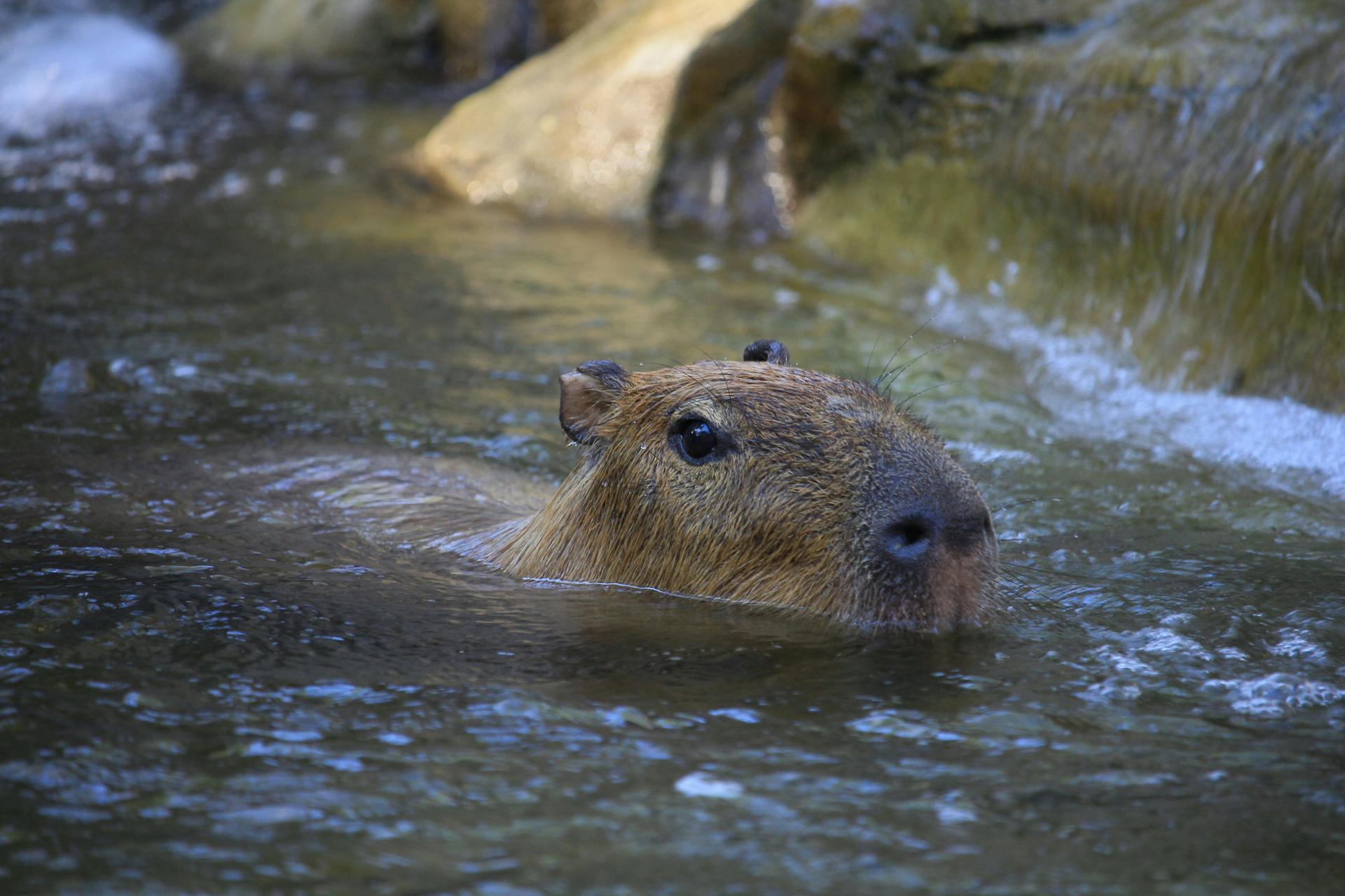 Le capybara, mascotte de la CapybaRun
